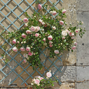 Vente Rosier grimpant Pierre de Ronsard® - Rosa grimpant Pierre de Ronsard® Meiviolin
