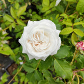 Rosier botanique Boule de Neige - Willemse