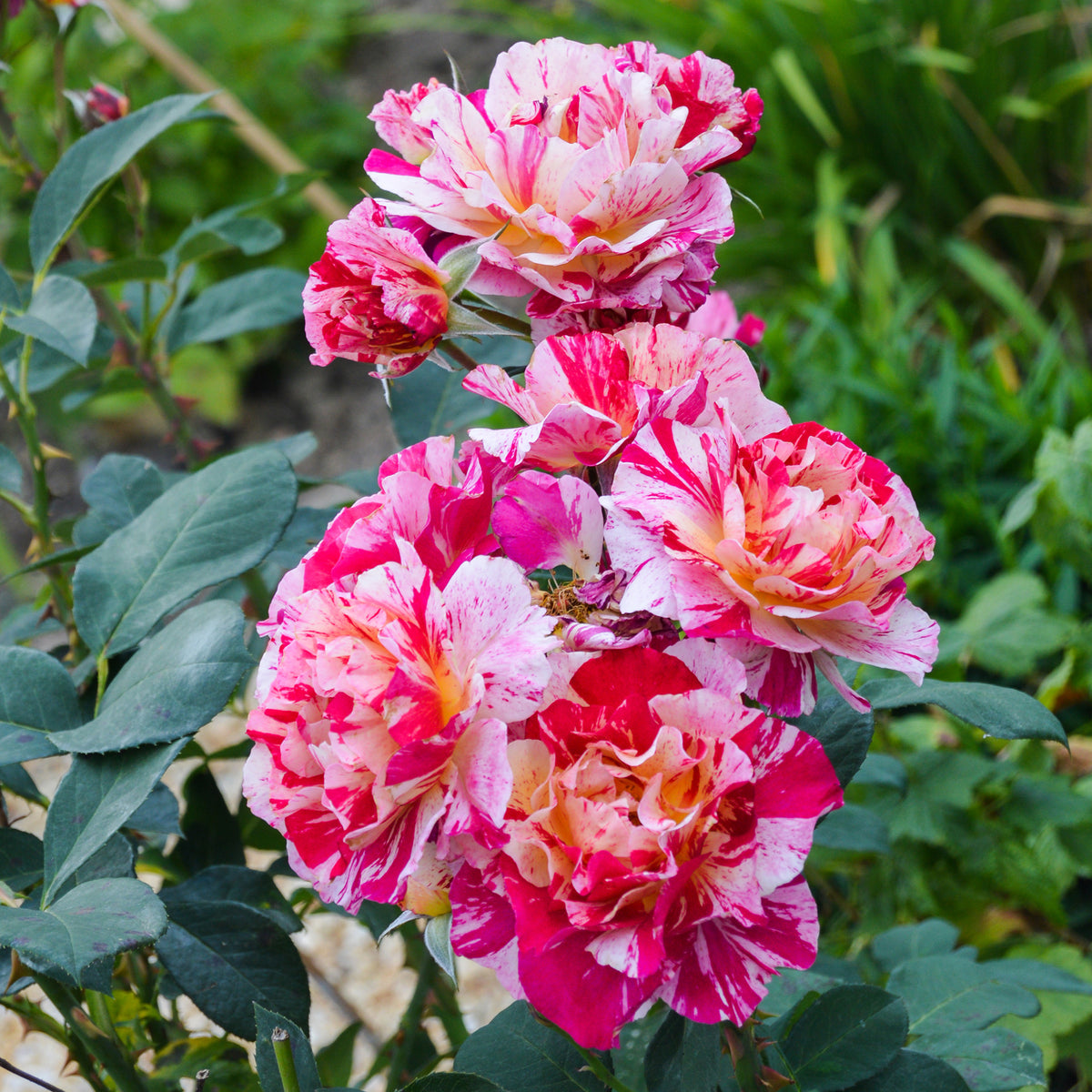 Rosier botanique Ferdinand Pichard - Willemse