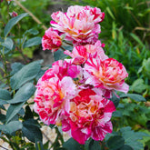 Rosier botanique Ferdinand Pichard - Willemse