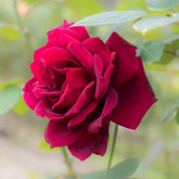 Rosier Oklahoma - Willemse