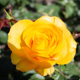 Rosier Hadangel - Willemse