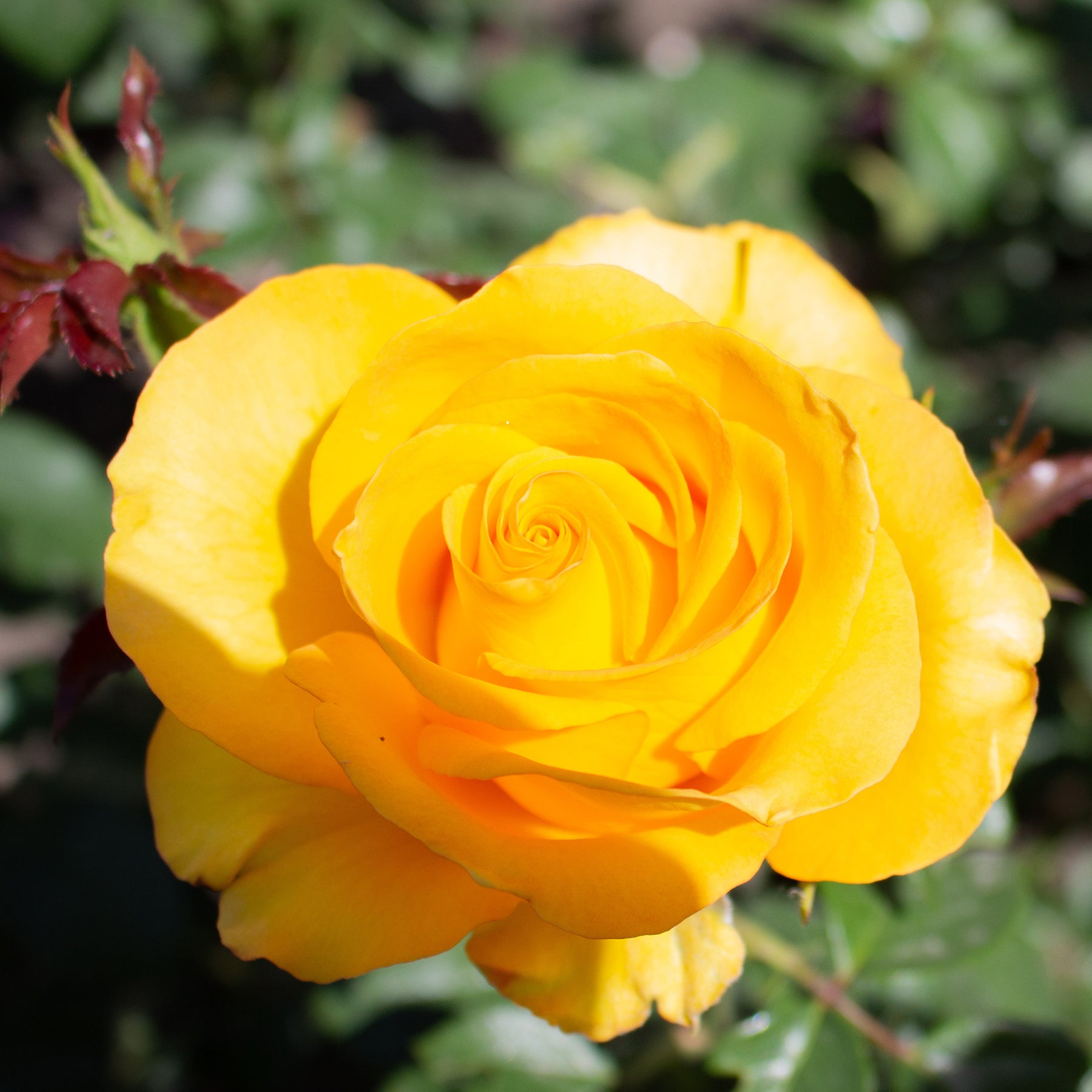 Rosier Hadangel - Willemse