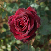 Rosier buisson Black Baccara ® Meidebenne - Willemse