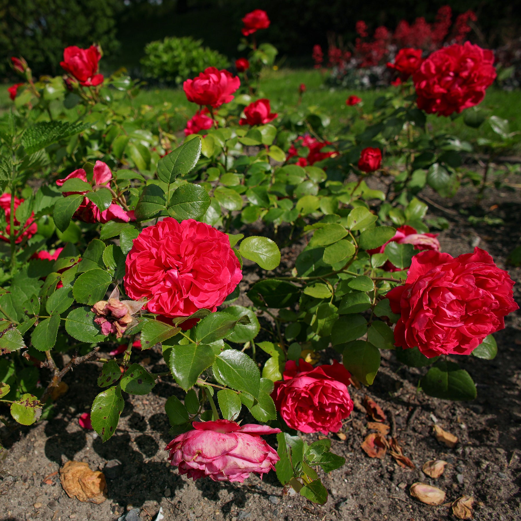 Rosa floribunda Red Leonardo Da Vinci ® Meiangele - Rosier floribunda Red Leonardo da Vinci ® Meiangele - Rosiers à fleurs groupées polyantha
