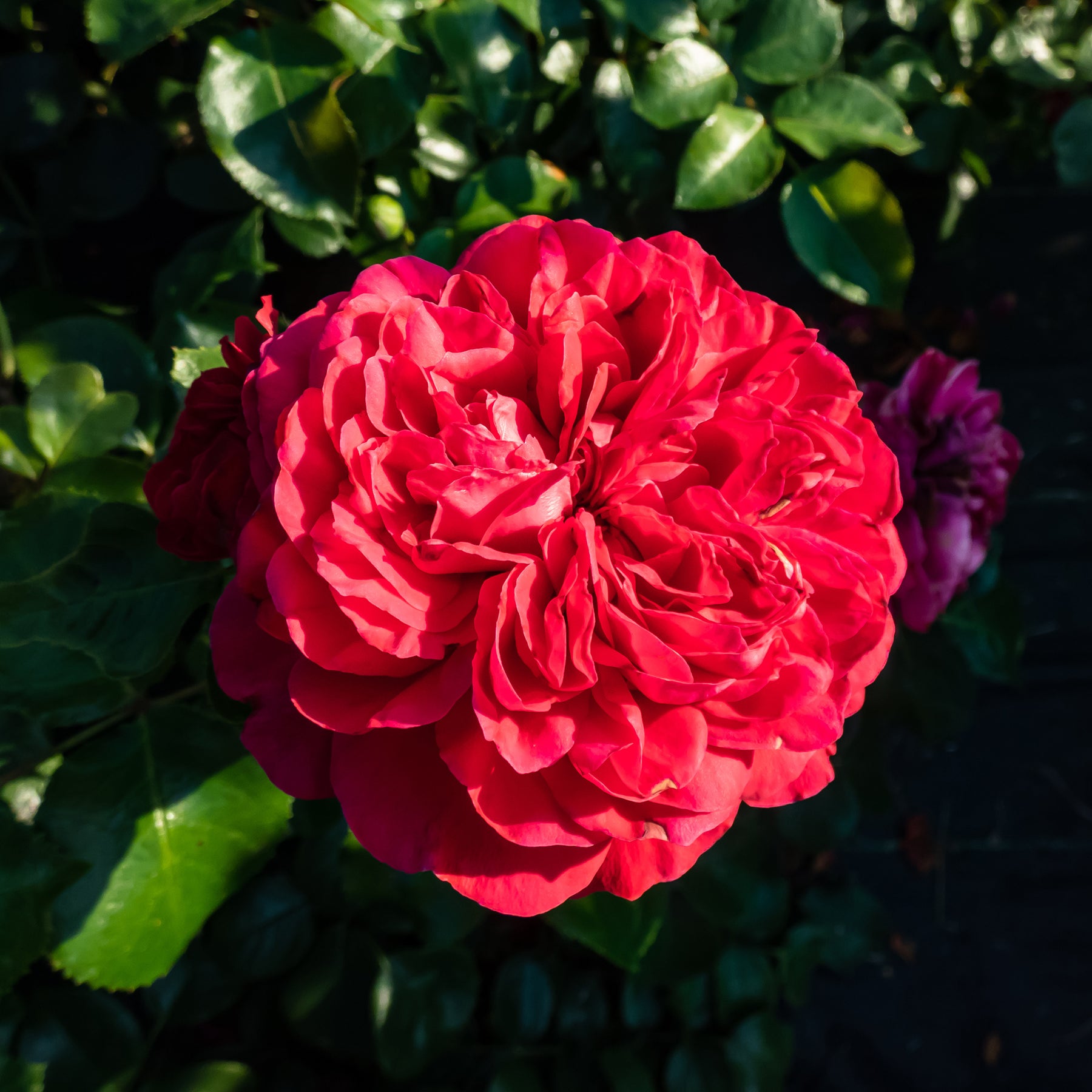 Rosier floribunda Red Leonardo da Vinci ® Meiangele - Willemse
