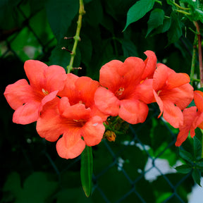 Vente Bignone Madame Galen - Bignone