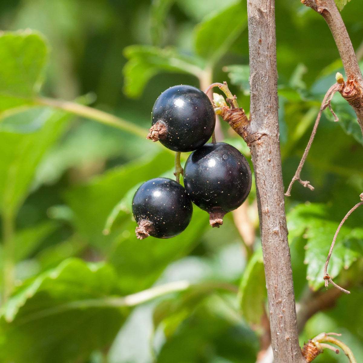 Cassissier à gros fruits Andega - Ribes nigrum 'andega' - Willemse