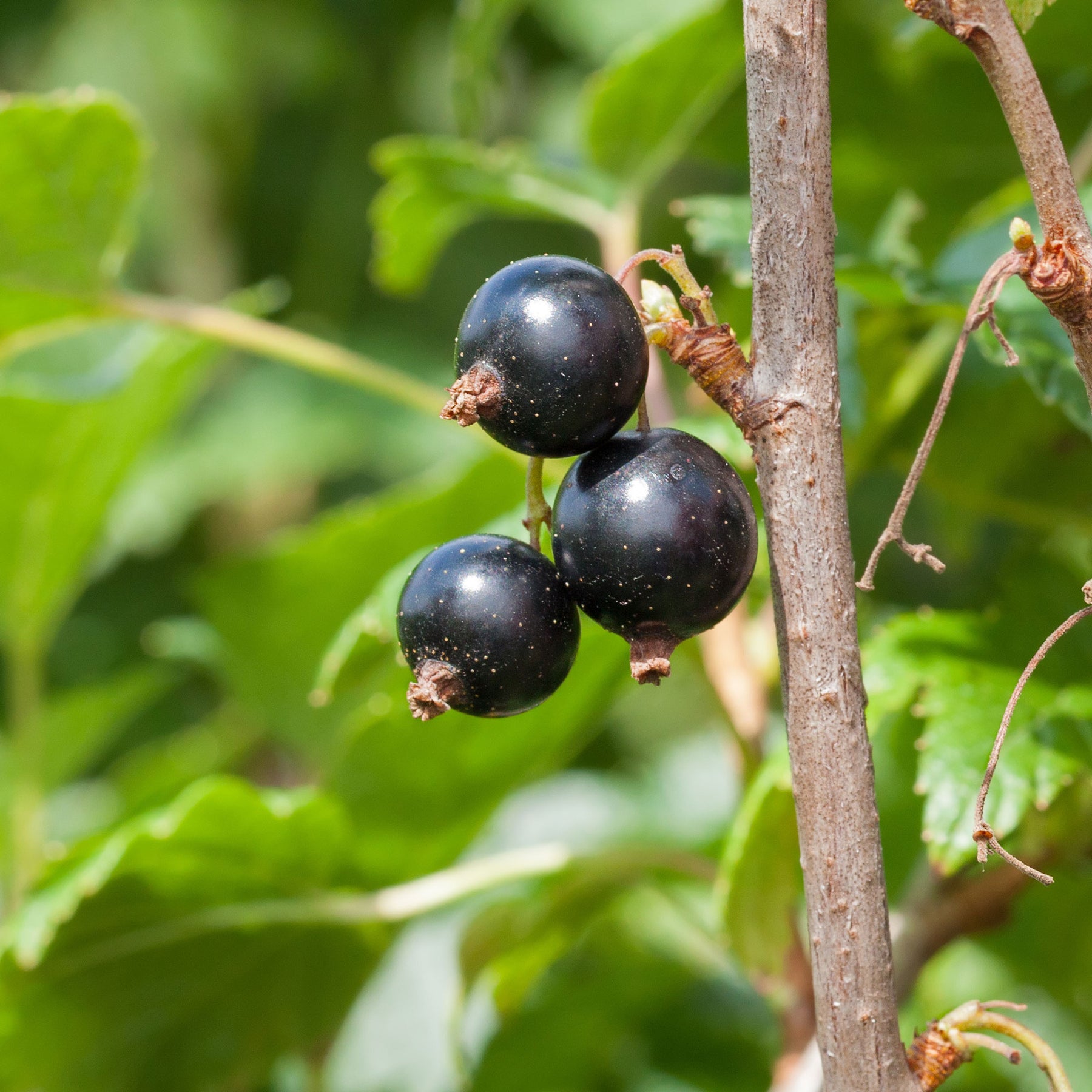 Cassissier à gros fruits Andega - Ribes nigrum 'andega' - Willemse