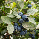 Myrtillier Vitaminos - Willemse