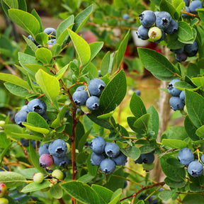 Myrtillier - Myrtillier Vitaminos - Vaccinium corymbosum Vitaminos