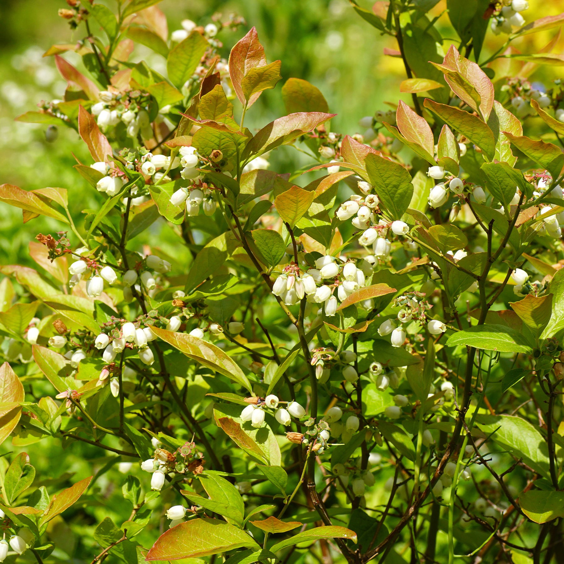 Vaccinium corymbosum Vitaminos - Myrtillier Vitaminos - Myrtillier
