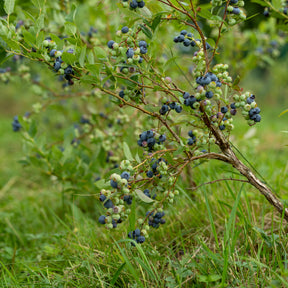 Vente Myrtillier Vitaminos - Vaccinium corymbosum Vitaminos