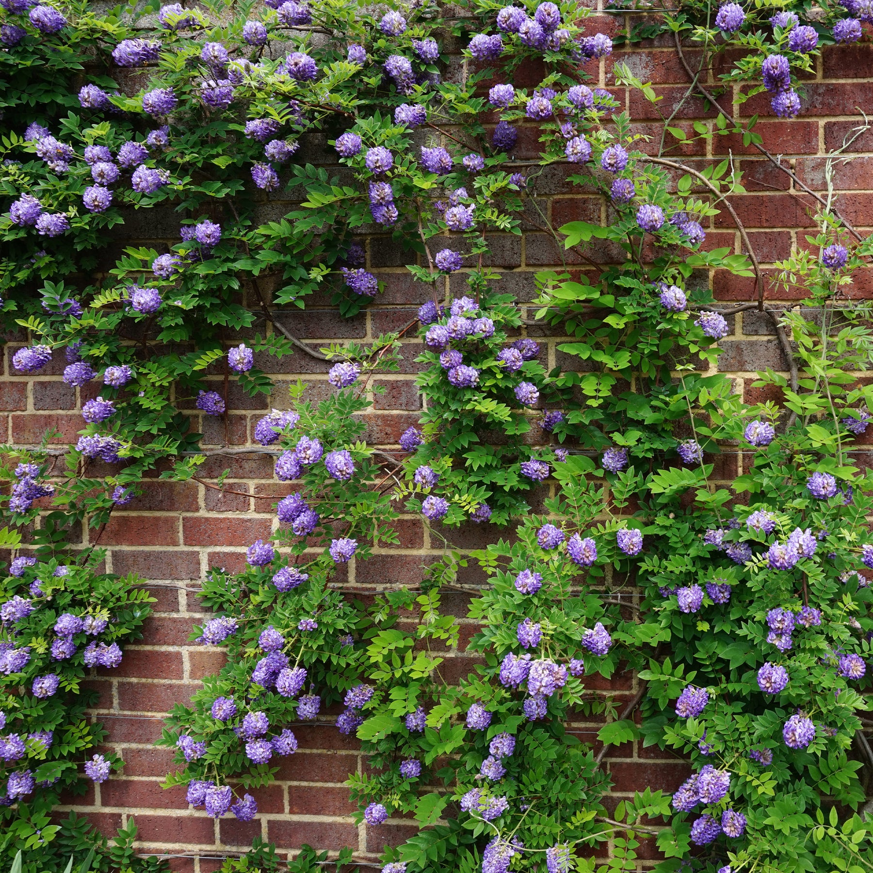 Trachelospermum jasminoides, wisteria, hydrangea p - Collection de 3 grimpantes : jasmin, glycine, hortensia grimpant - Collections d'arbustes