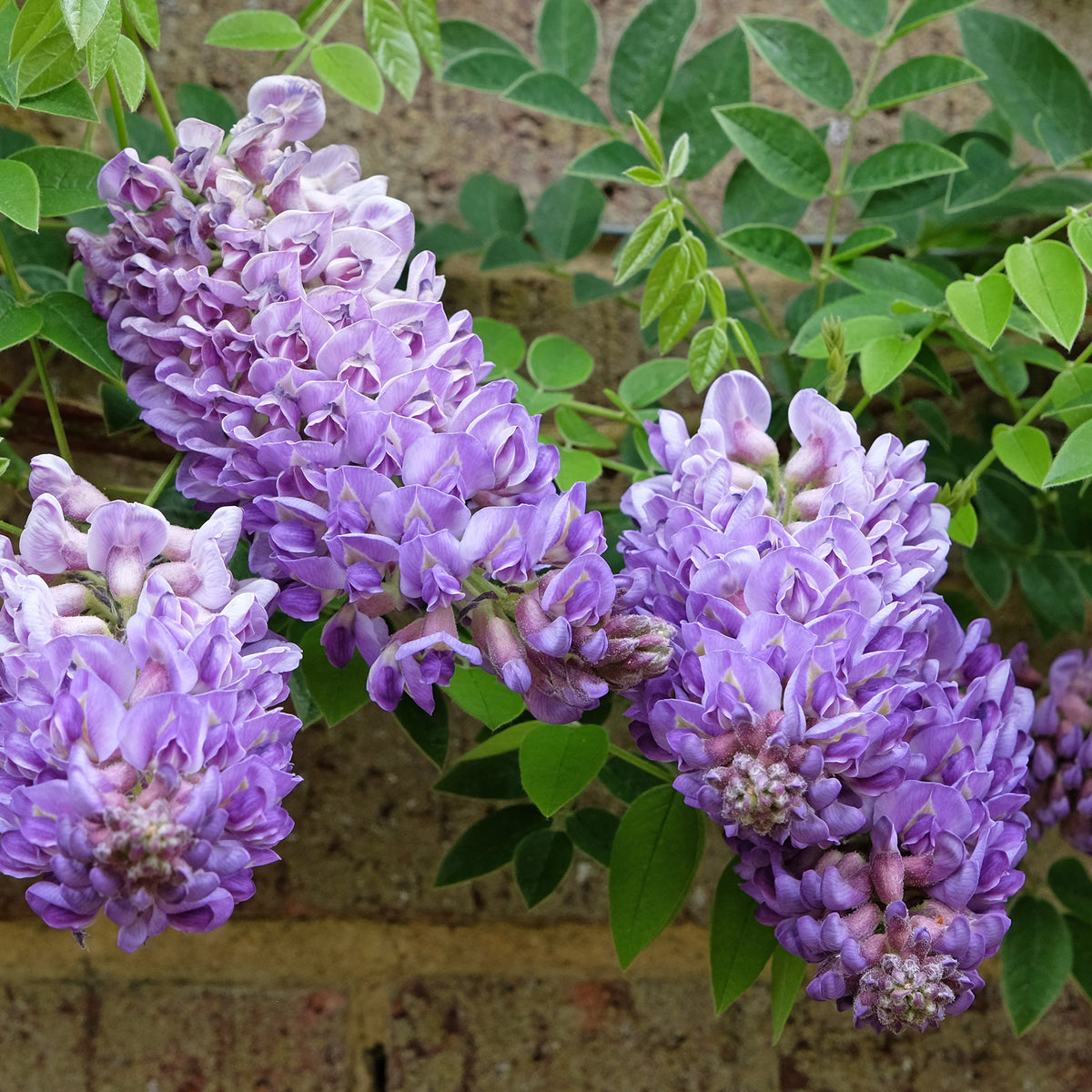 Glycine Toujours en fleurs - Wisteria frutescens Longwood Purple - Willemse