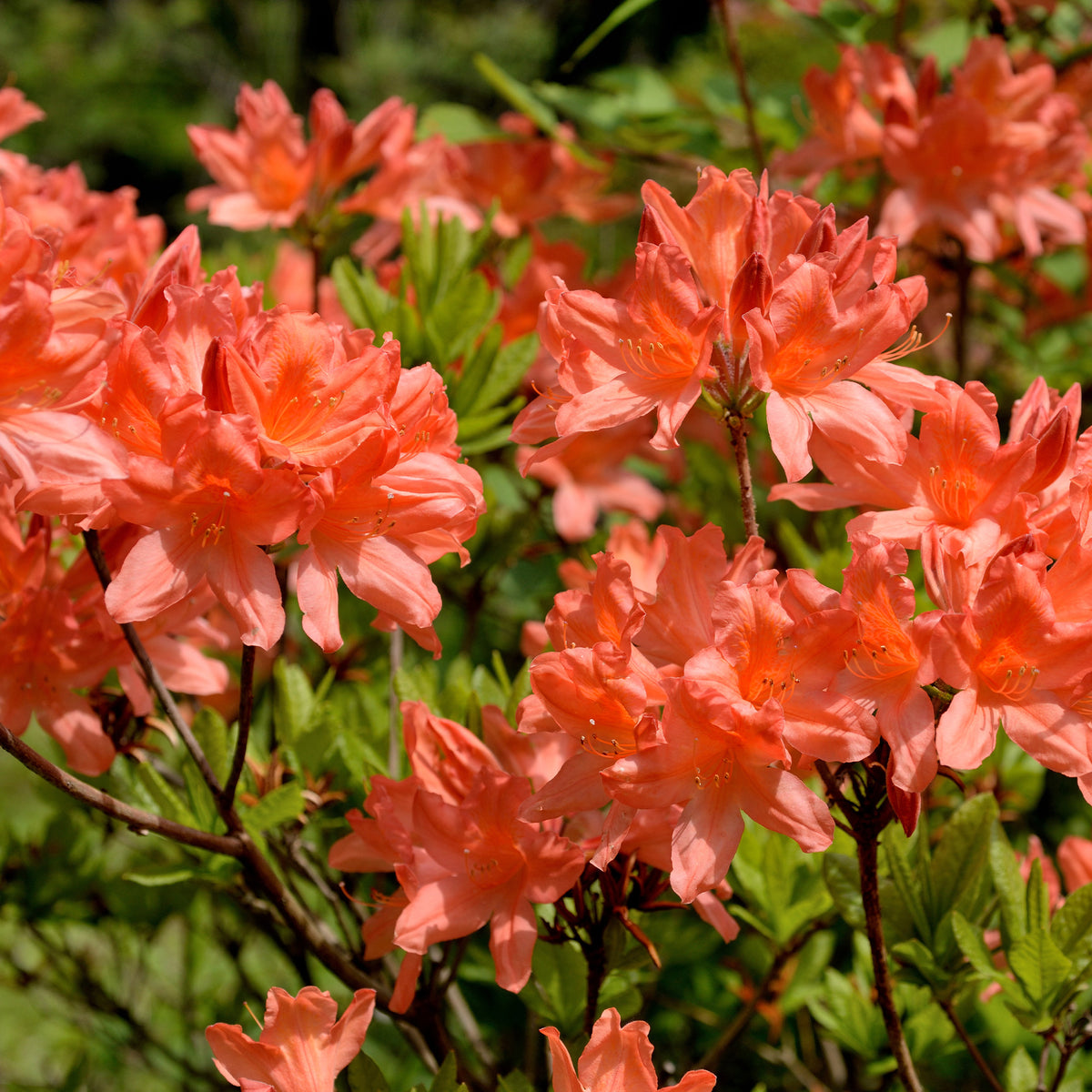 Azalée de Chine rouge orangée - Willemse