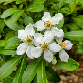 Orangers du Mexique - Oranger du Mexique - Choisya ternata