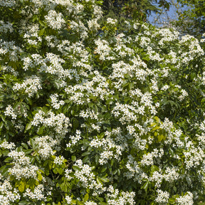 Choisya ternata - Oranger du Mexique - Orangers du Mexique