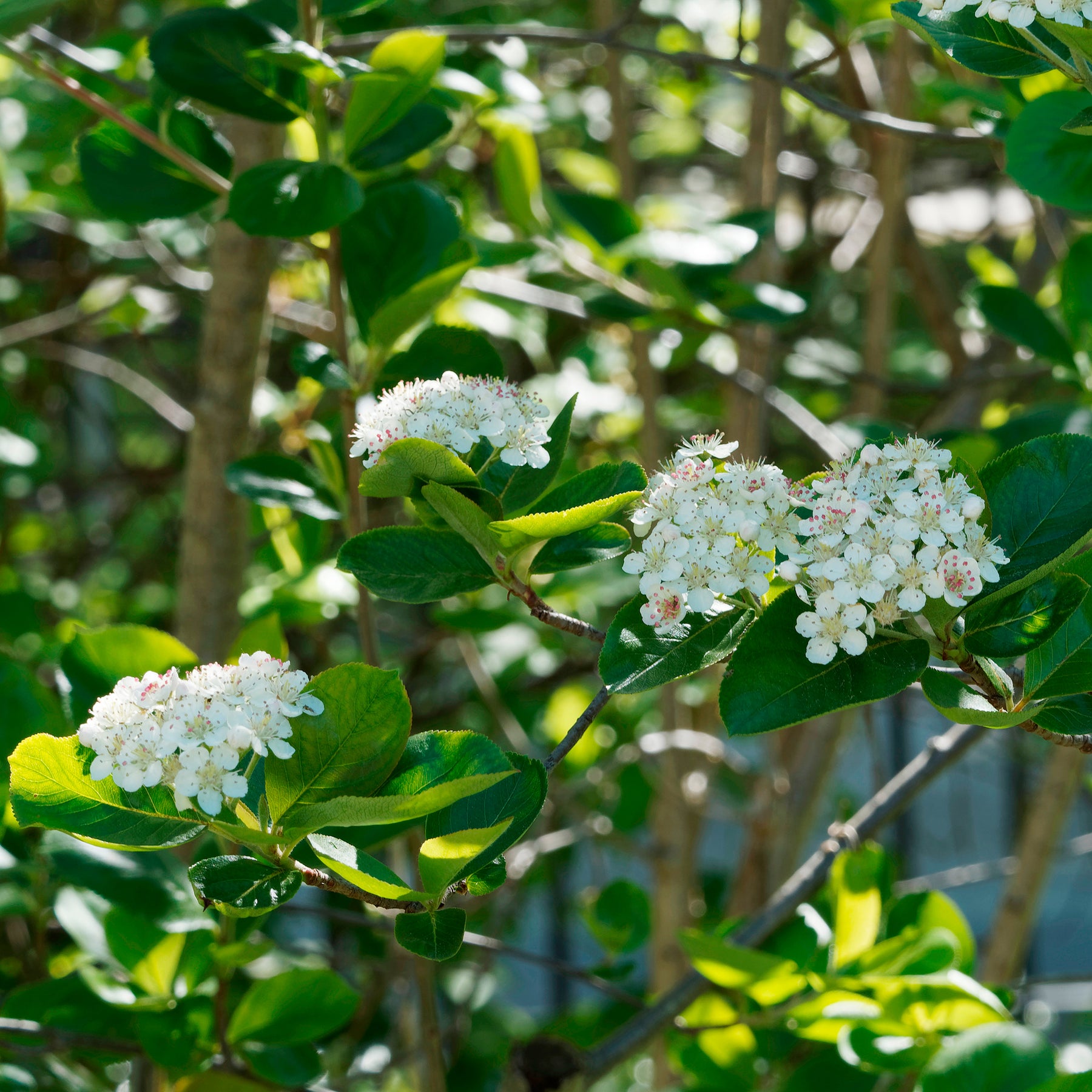 Aronia viking - Aronia melanocarpa viking - Willemse