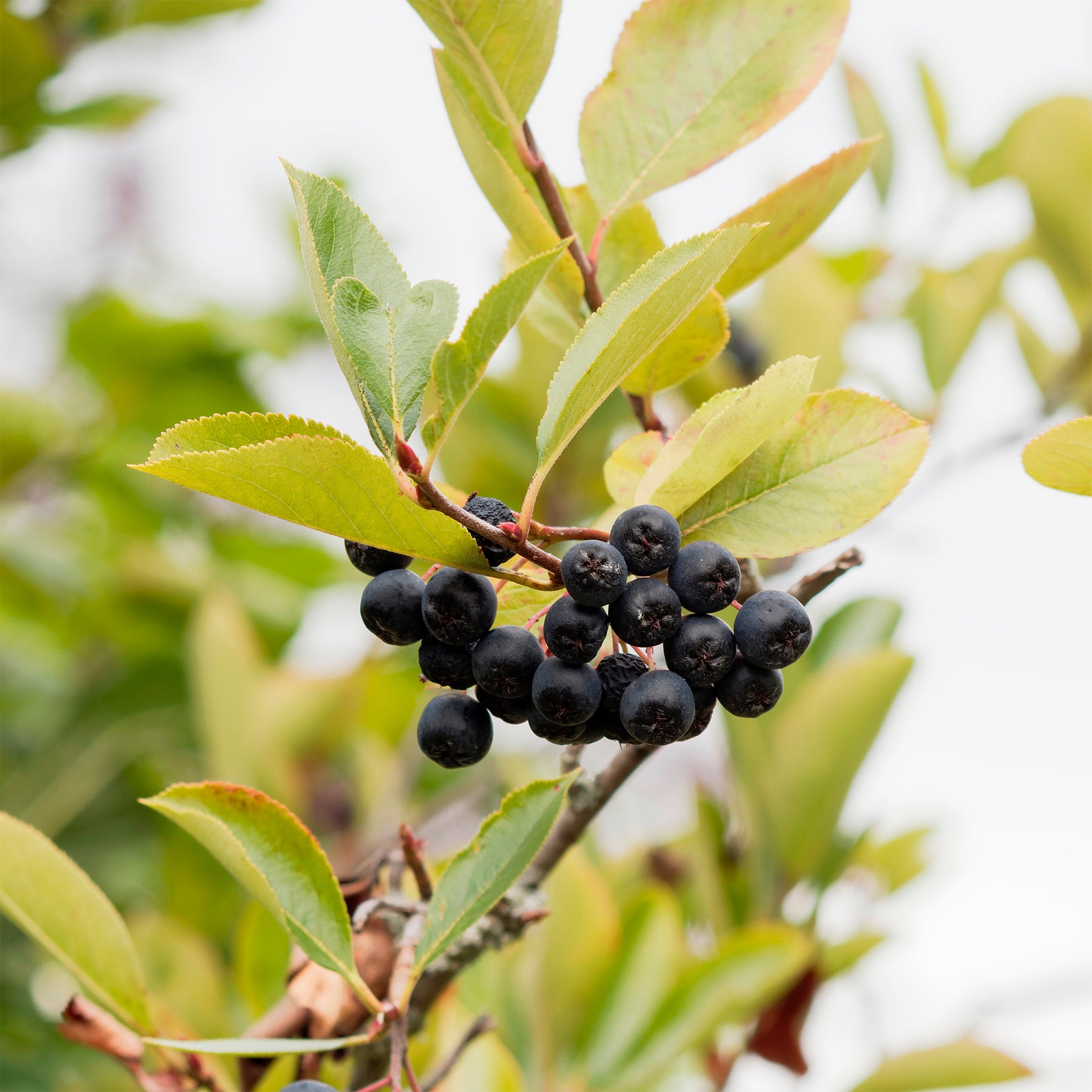 Aronia viking - Aronia - Willemse