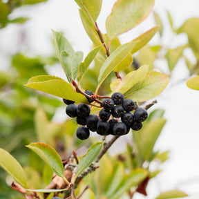 Aronia viking - Aronia - Willemse