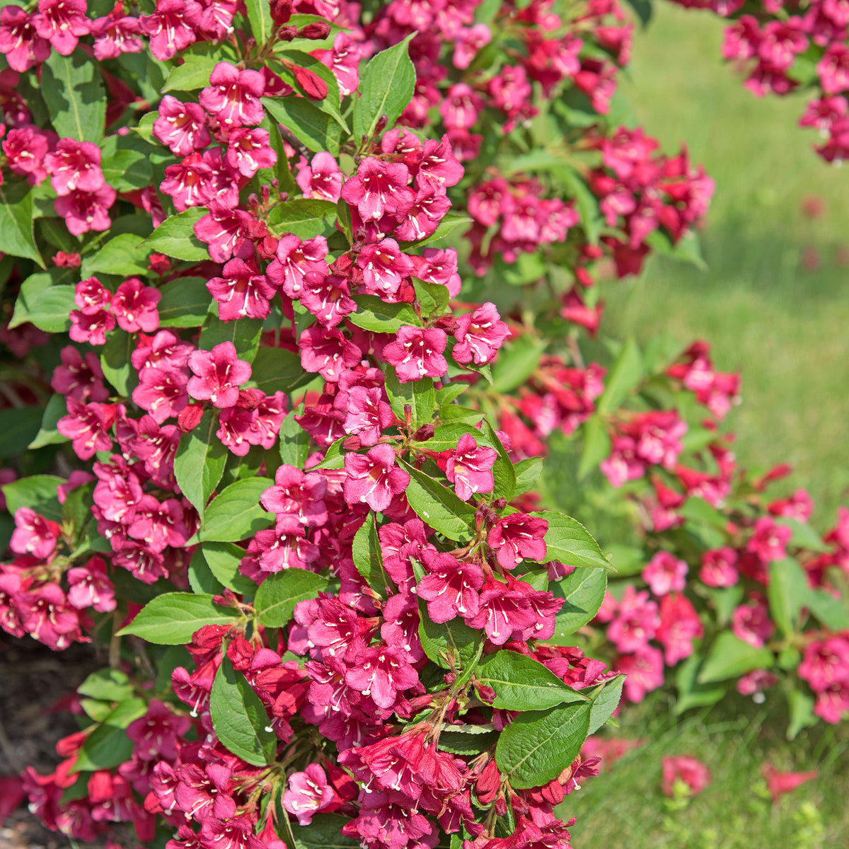 Weigelia Bristol Ruby EXTRA