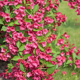 Weigelia Bristol Ruby EXTRA