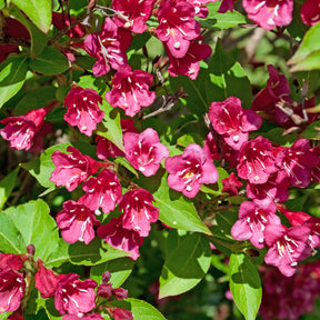Weigelia Bristol Ruby EXTRA