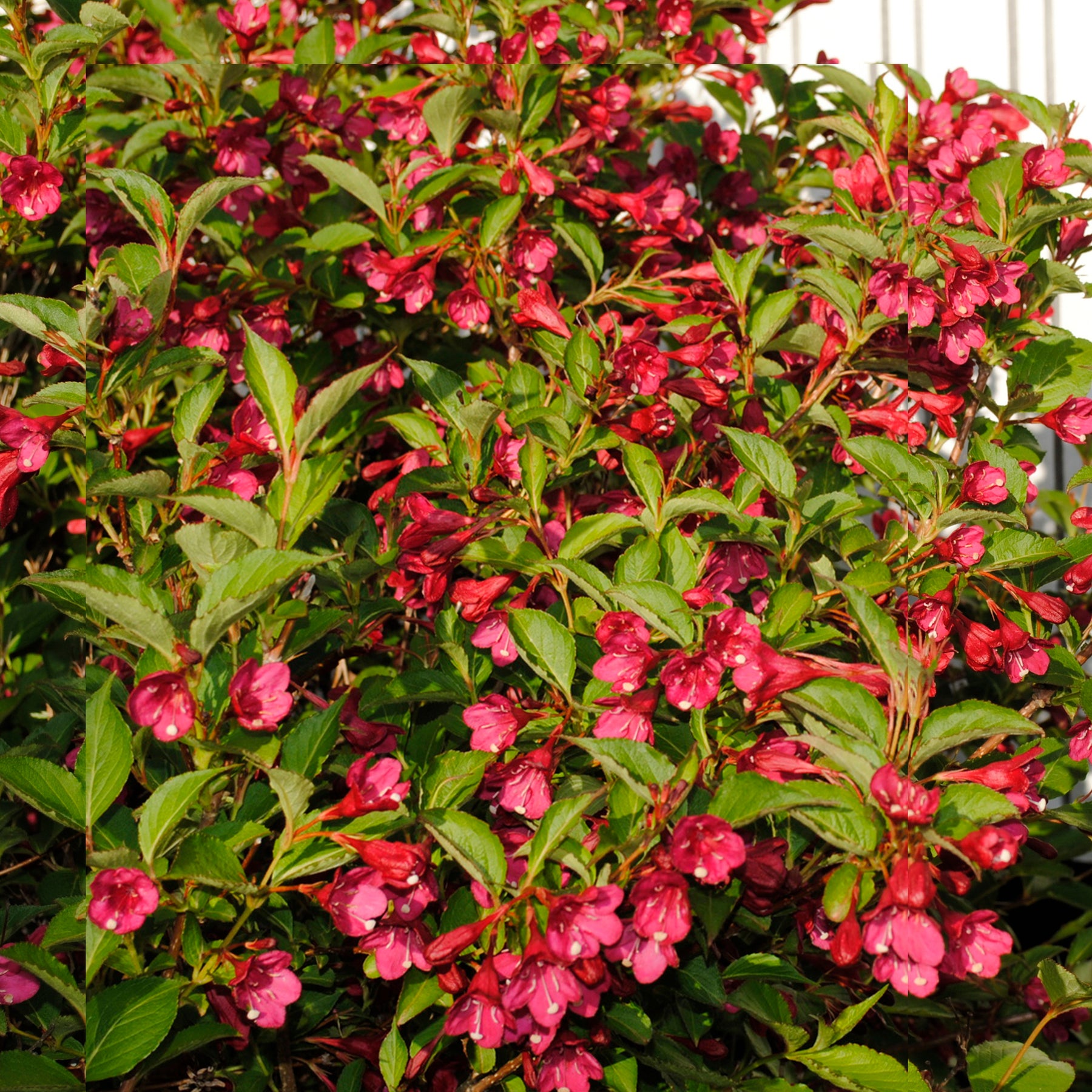 Weigelia Bristol Ruby EXTRA
