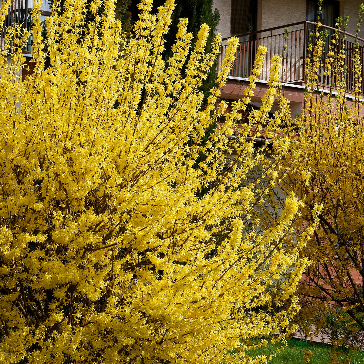 Forsythia Spectabilis EXTRA