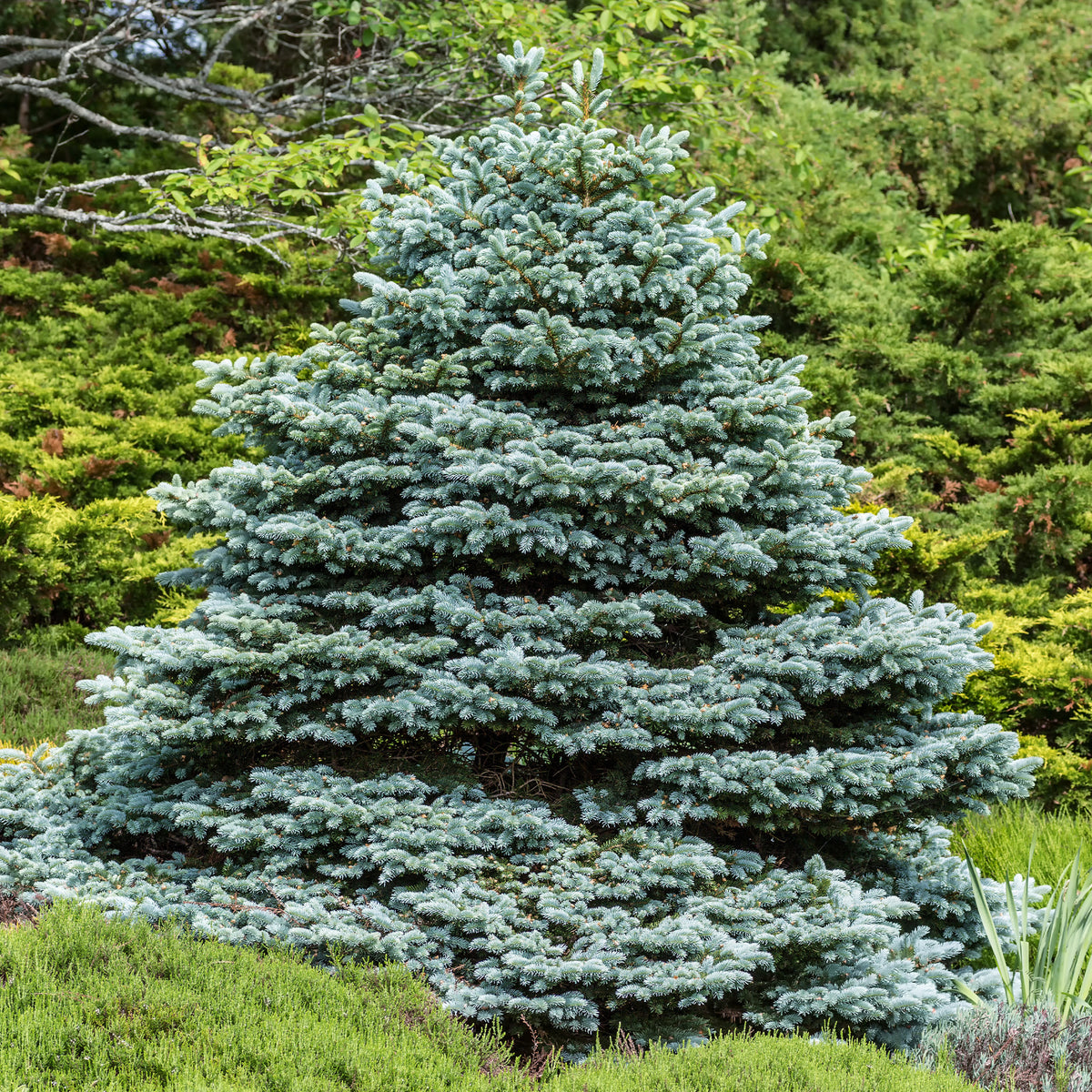 Sapin bleu - Willemse