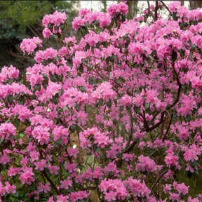 Rhododendrons - Rhododendron précoce - Rhododendron praecox