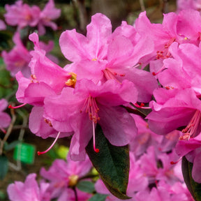 Vente Rhododendron précoce - Rhododendron praecox