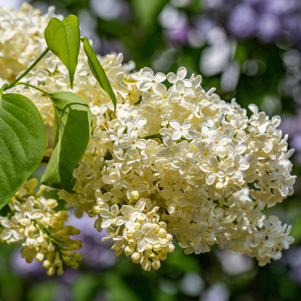 Lilas jaune - Syringa vulgaris primrose - Lilas