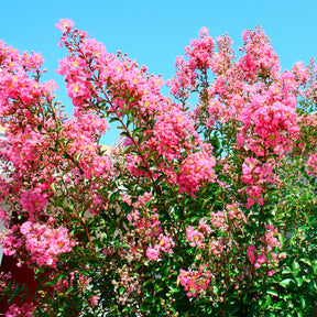 Lilas des Indes rose