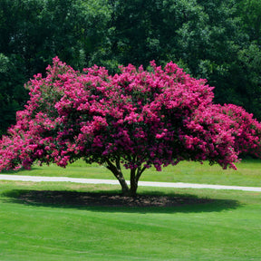 Lilas des Indes rose