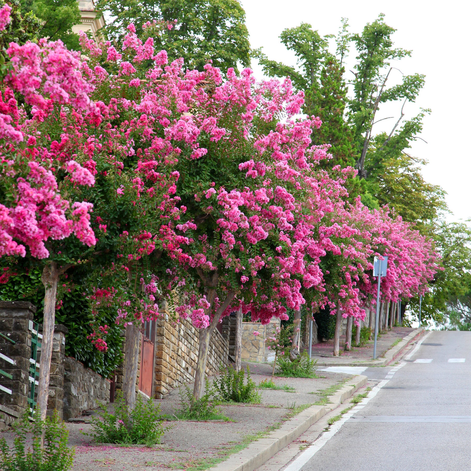 Lilas des Indes rose