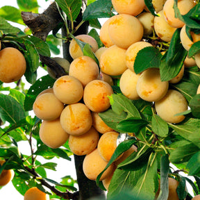 Prunier - Prunier Mirabelle de Nancy - Mirabellier - Prunus domestica Mirabelle de Nancy