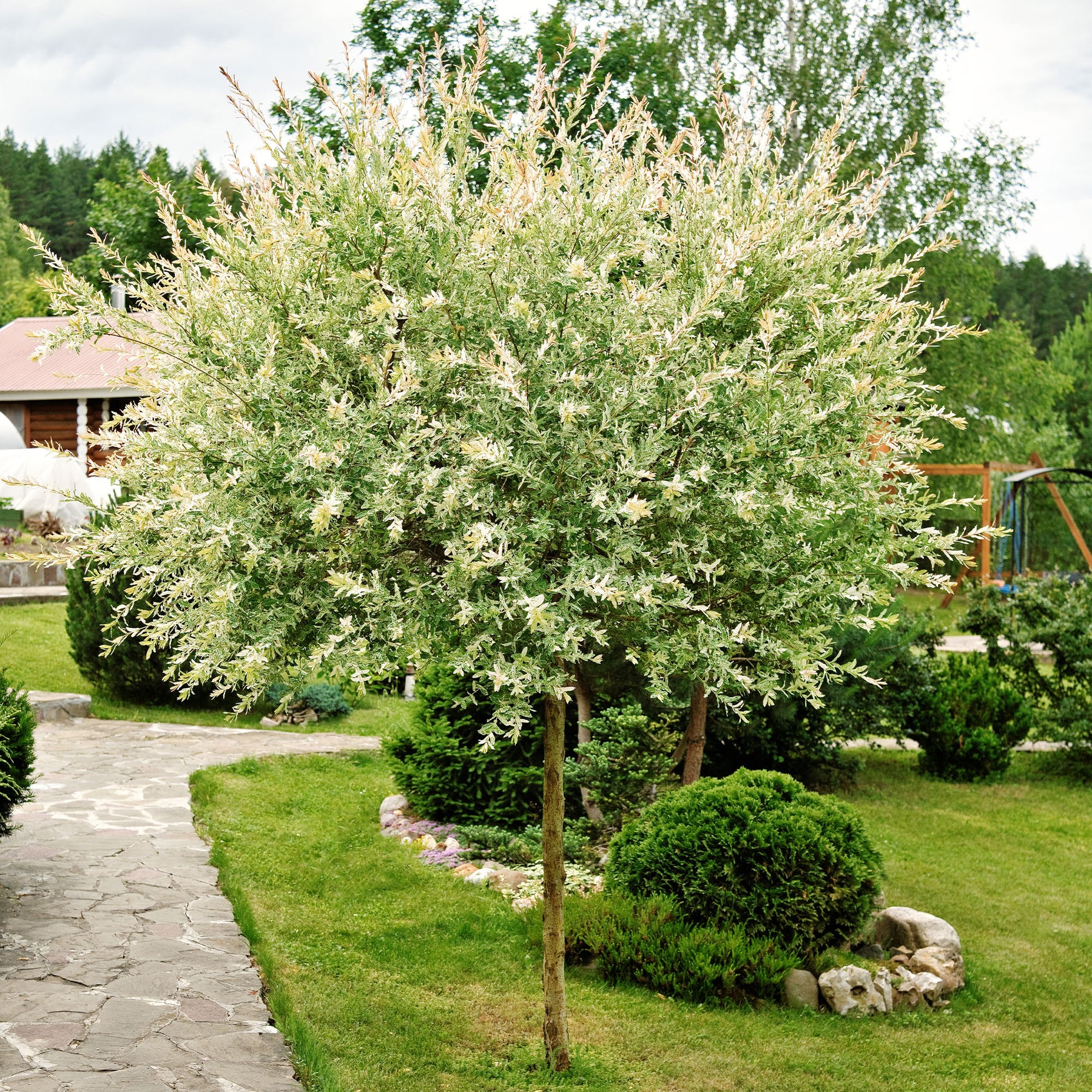 Vente Saule crevette sur tige