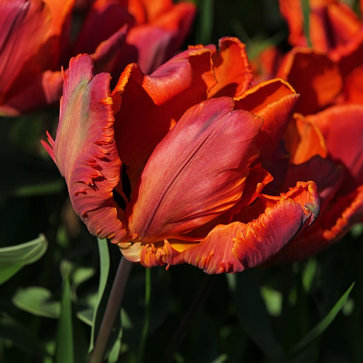 6 Tulipes perroquet Blumex - Willemse