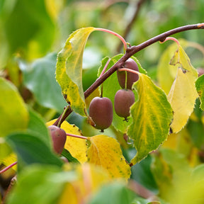 Actinidia arguta Weiki ® - Couples de Kiwis rouges Weiki ® mâles et femelles - Actinidia Kiwi