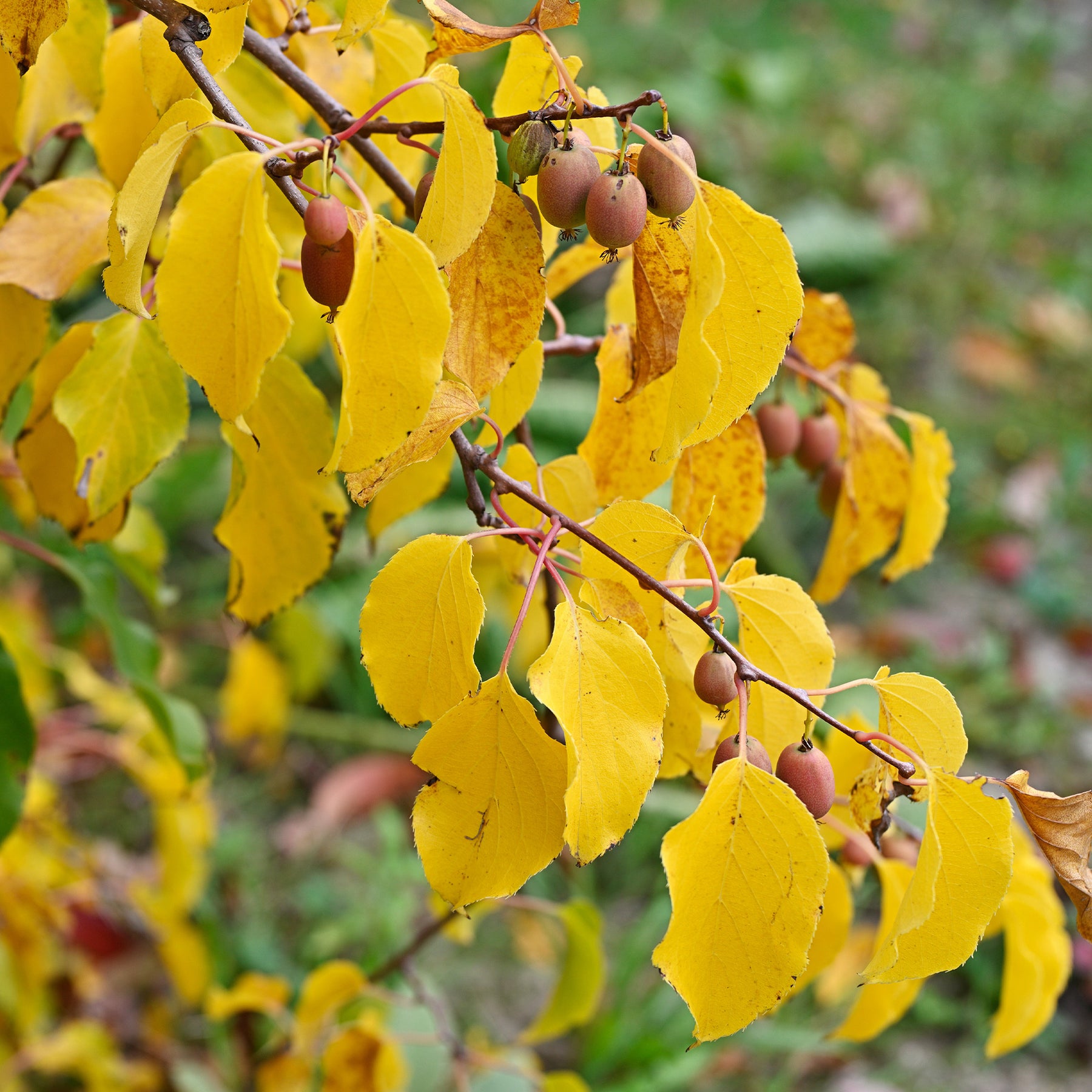 Actinidia Kiwi - Couples de Kiwis rouges Weiki ® mâles et femelles - Actinidia arguta Weiki ®