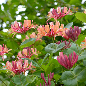 Lonicera heckrottii American Beauty, Clematis patens Piilu, Parthenocissus tricuspidata Veitchii - Collection de 3 grimpantes : chèvrefeuille, clématite, vigne vierge - Collections de plantes grimpantes