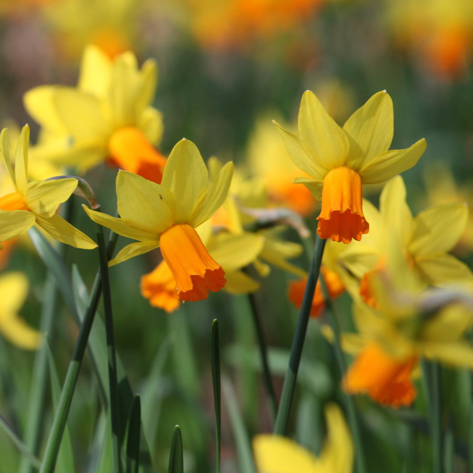 Narcisse - 5 Mini-narcisses Jetfire - Narcissus cyclamineus Jetfire