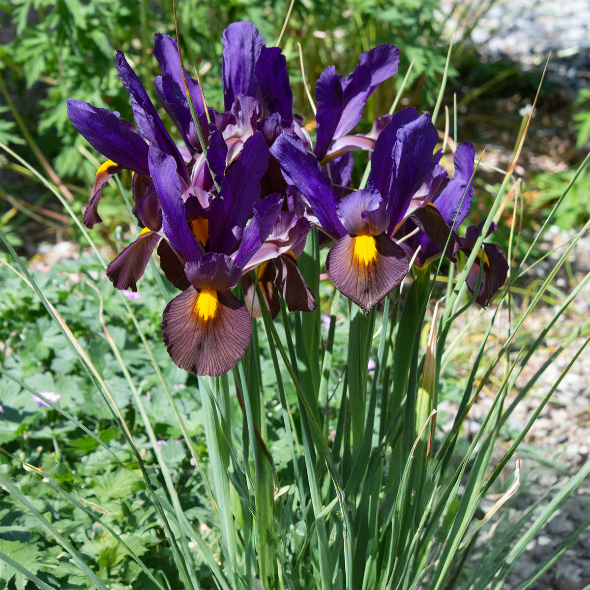 10 Iris de Hollande Tiger Eyes - Willemse