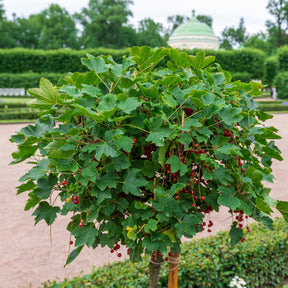 Vente Groseillier rouge sur tige - Groseillier