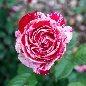Rosiers à grandes fleurs - Rosier buisson Candy stripe - Rosa Candy Stripe