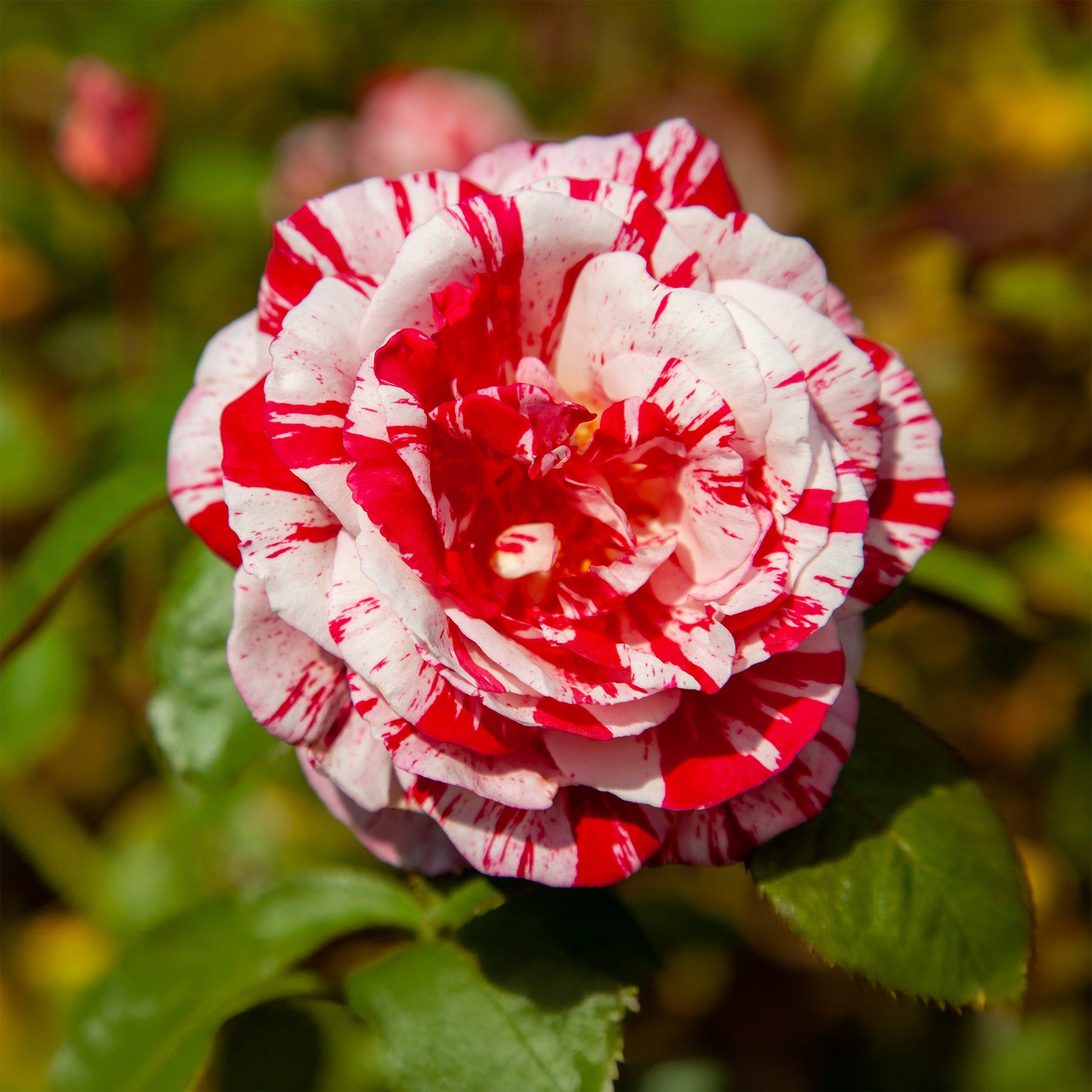 Rosier buisson Candy stripe - Willemse