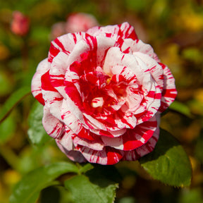Rosier buisson Candy stripe - Willemse