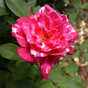 Rosa Candy Stripe - Rosier buisson Candy stripe - Rosiers à grandes fleurs